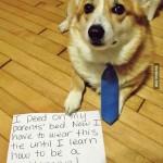 Деловая собака с галстуком