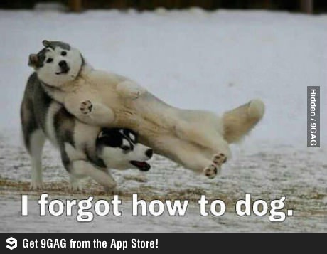 Смешная картинка с собаками на английском языке