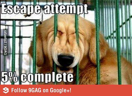 Собака пролезает через забор