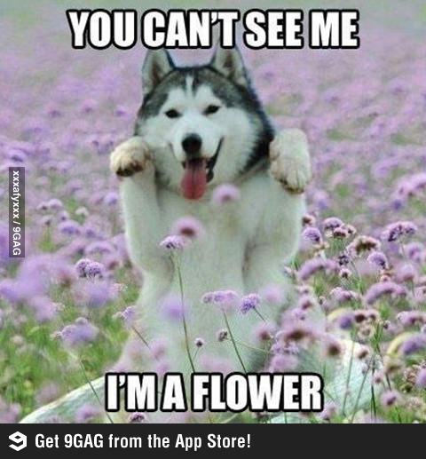 Собака притворяется цветочком