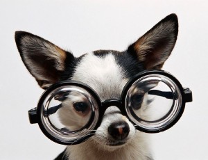 собака в очках - эксперт ЕГЭ